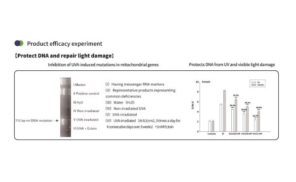 依克多因粉：天然保護、修復與保濕