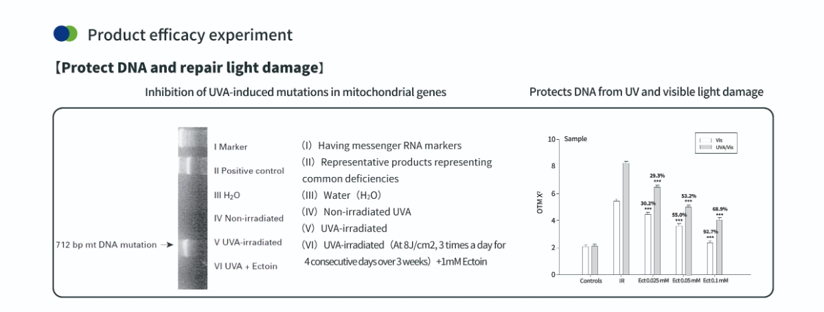 使用 Ectoin 護膚粉保護 DNA