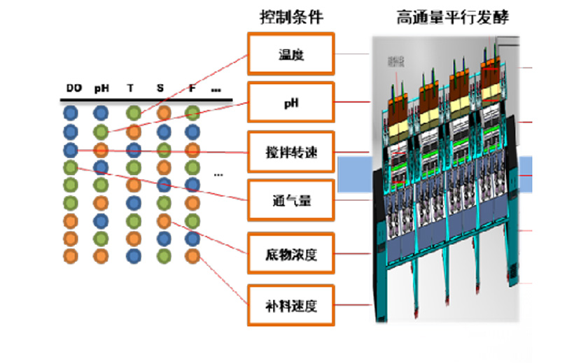 智能發酵和代謝精細調節平台