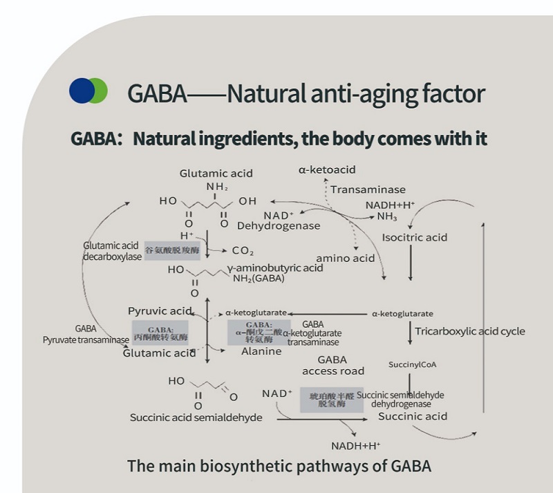 GABA γ-氨基丁酸背後的科學